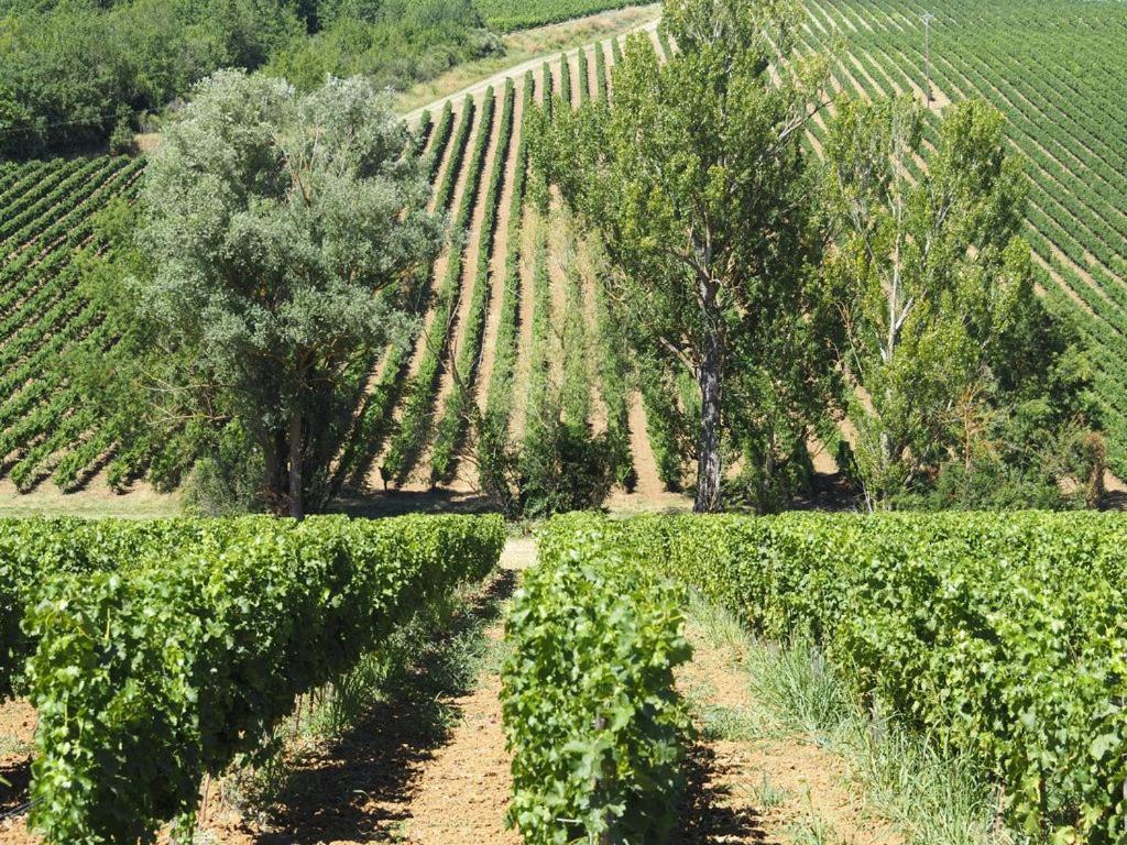 Le Mas De Doat, Gite De Charme 4 Etoiles Dans Le Triangle D Or Proche Gaillac Et Albi Senouillac ภายนอก รูปภาพ