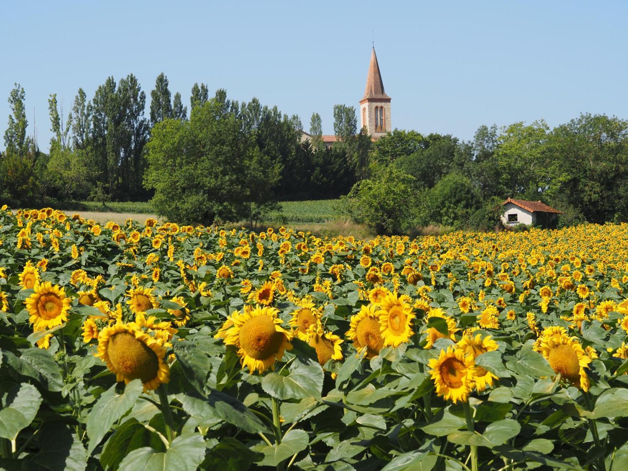 Le Mas De Doat, Gite De Charme 4 Etoiles Dans Le Triangle D Or Proche Gaillac Et Albi Senouillac ภายนอก รูปภาพ